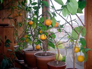 The nuances of growing indoor lemons