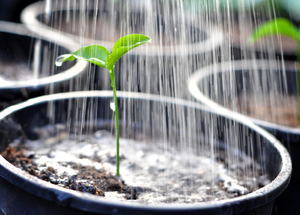 Features of watering and feeding lemons at home