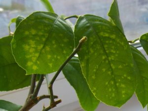 Description of diseases and pests of indoor lemons