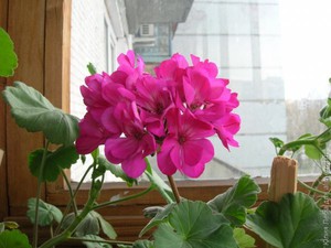 How to transplant geranium