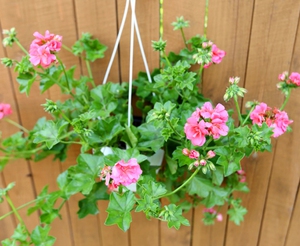 The second name of geranium