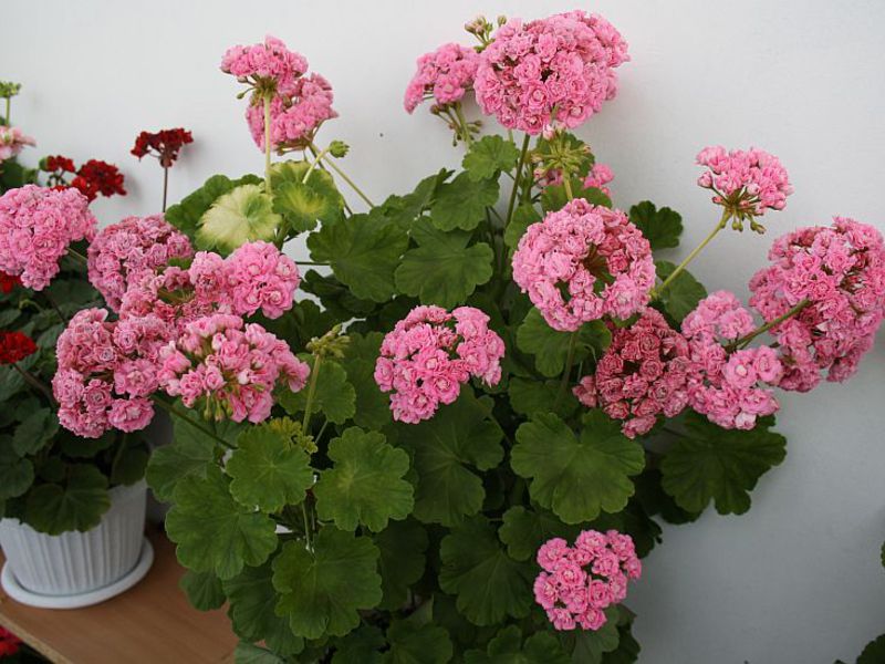 Geranium transplant