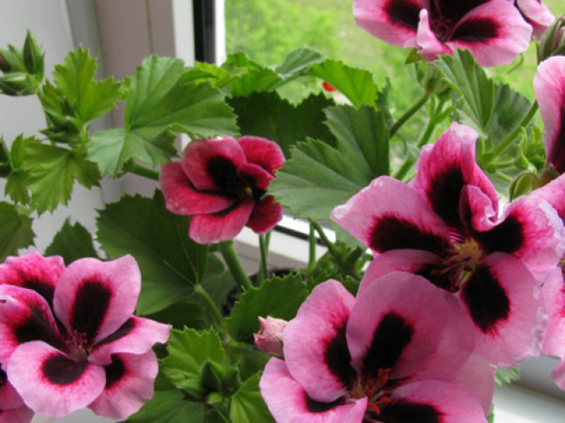 Conditions for breeding geranium