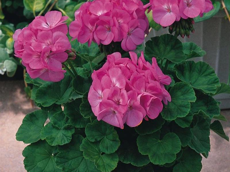 Aromatic geranium variety