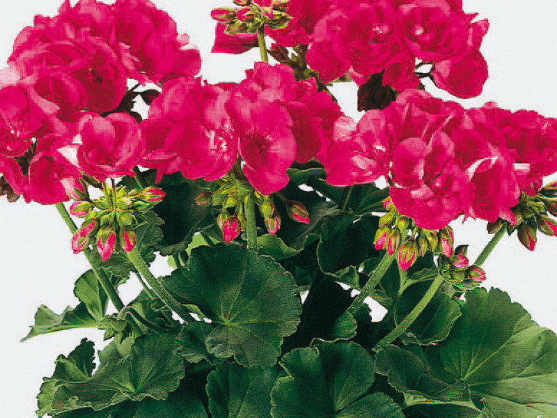 What conditions are needed for geranium