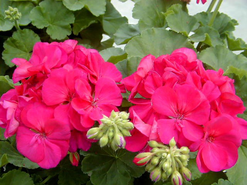 Blooming geranium