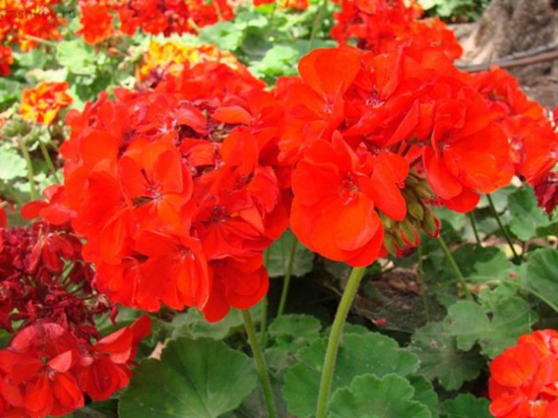 How to care for geraniums