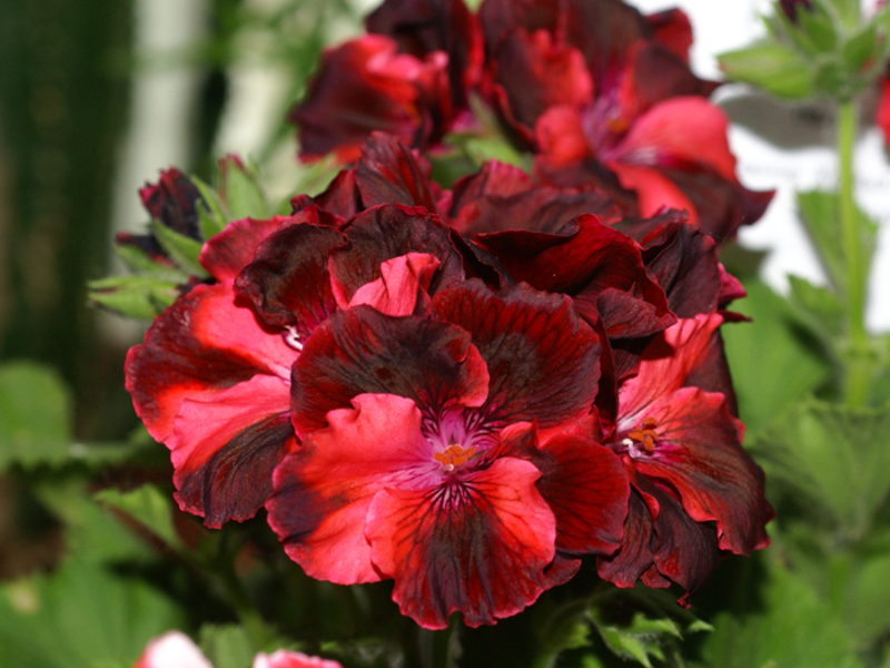 Geranium propagation