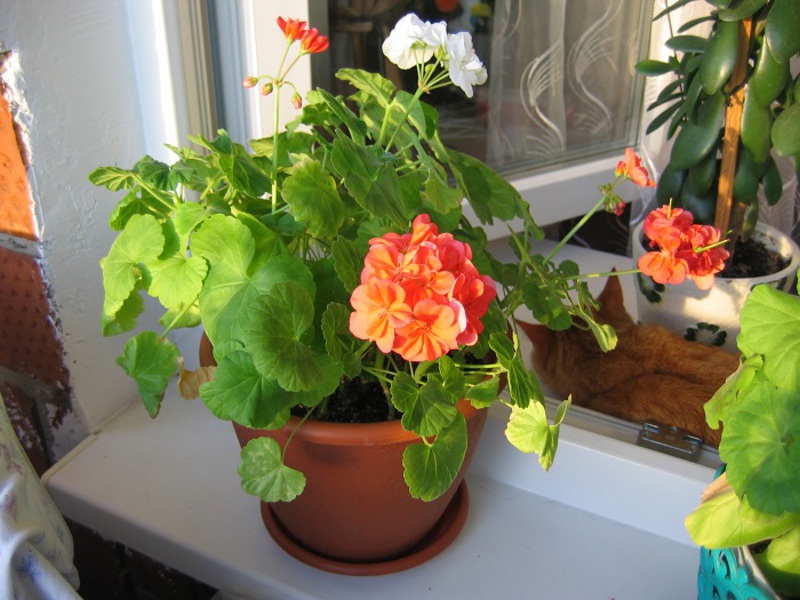 What does geranium look like