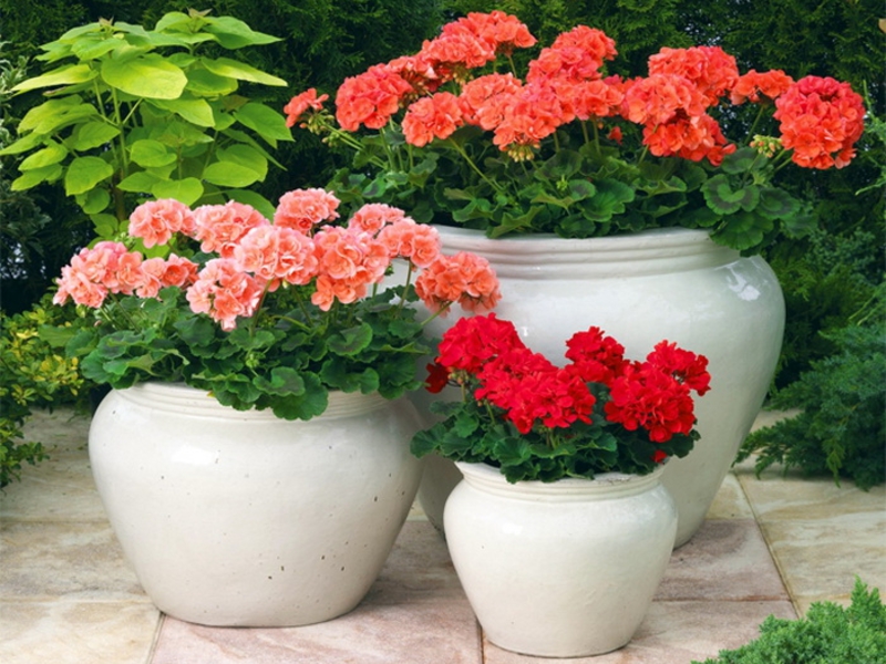 Fragrant geranium variety