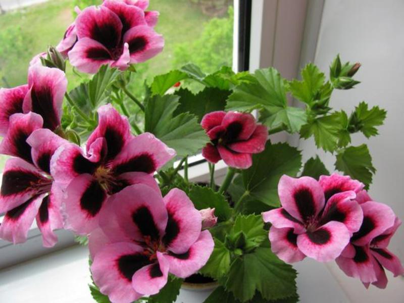 Variety and varieties of geranium