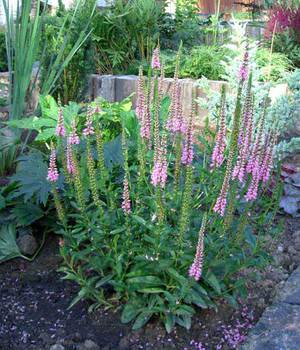 Flowering bushes of veronica