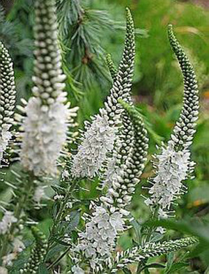 Flowering veronica