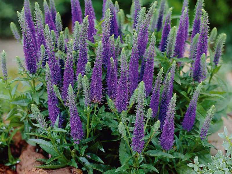 Flowering bushes of veronica