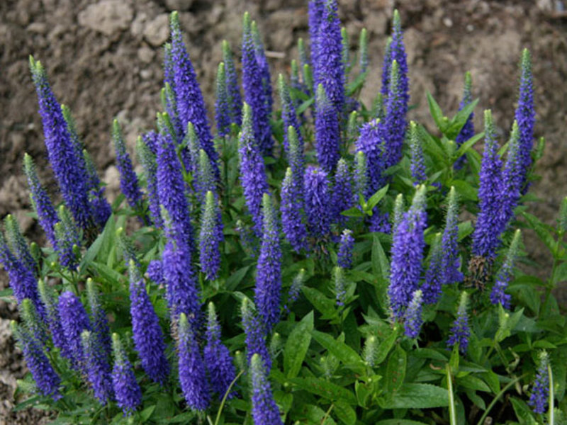 The name of the varieties of Veronica