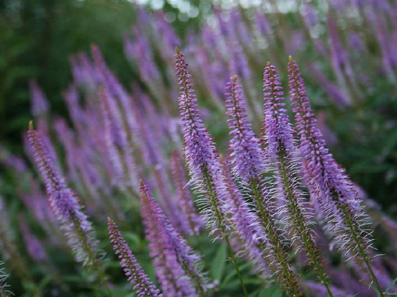 Care and watering for Veronica