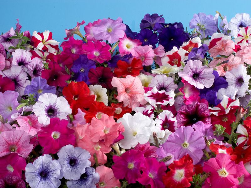 Description of petunia flowers