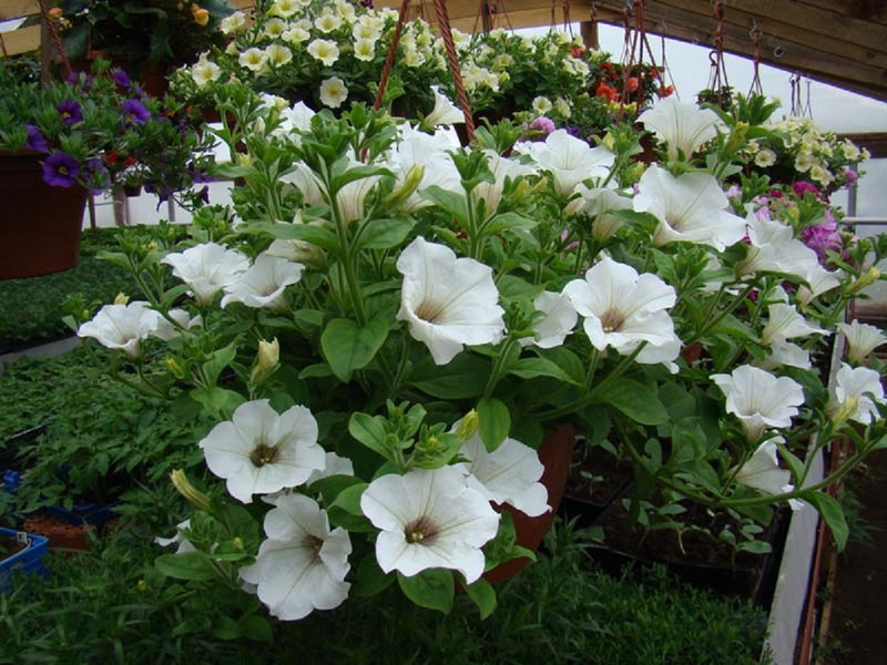 Differences between surfinia and petunia colors