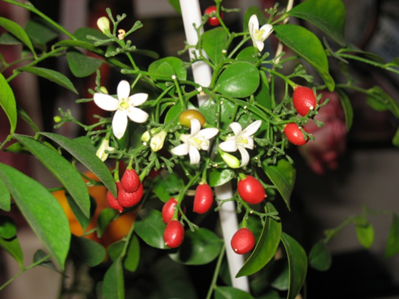 Muraya flowers