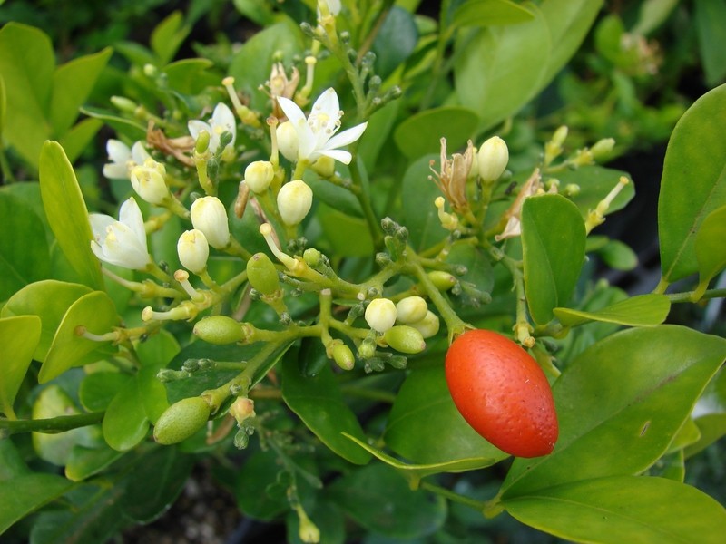 Muraya - orange jasmine