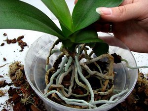 Features of orchid transplant