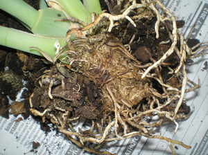 How not to damage orchid roots