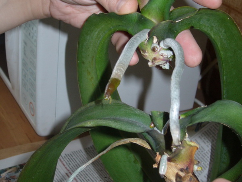 How to propagate an orchid