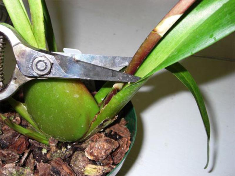 How to care for an orchid