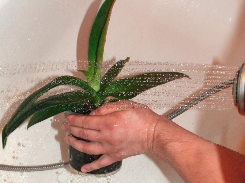 How to properly water an orchid