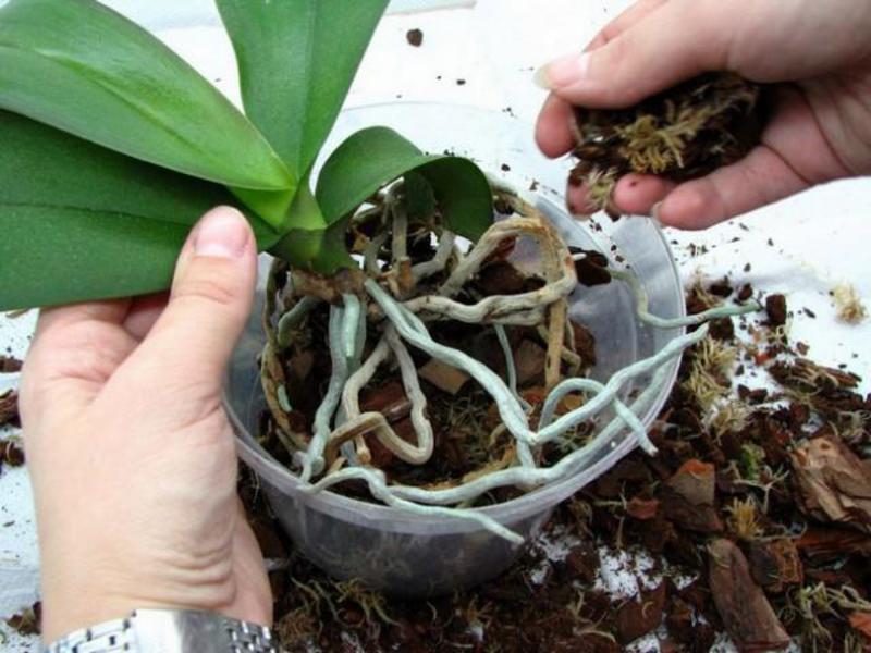 How to properly transplant an orchid