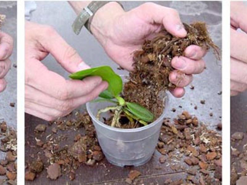 How to propagate an orchid