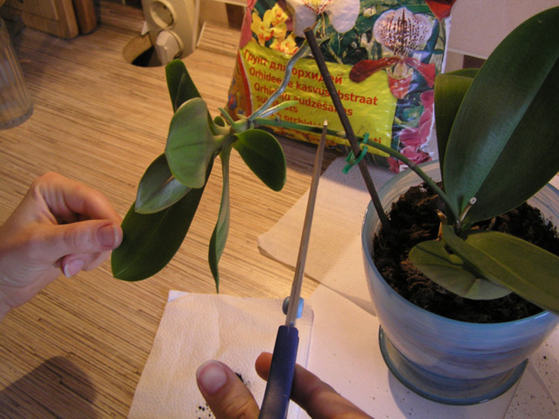 Orchid transplant at home