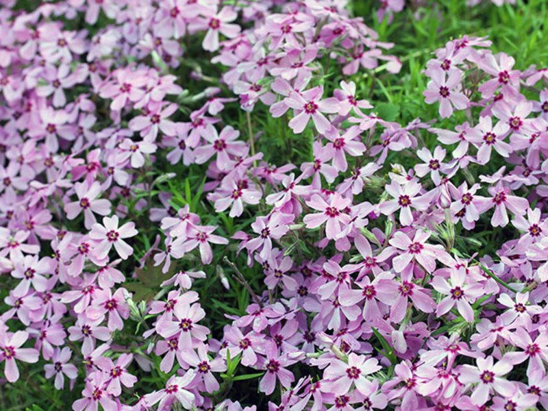 Alyssum's scented rug