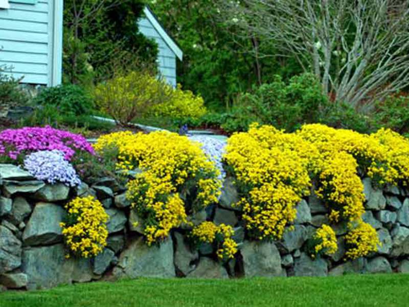 How to prolong the flowering of alyssum