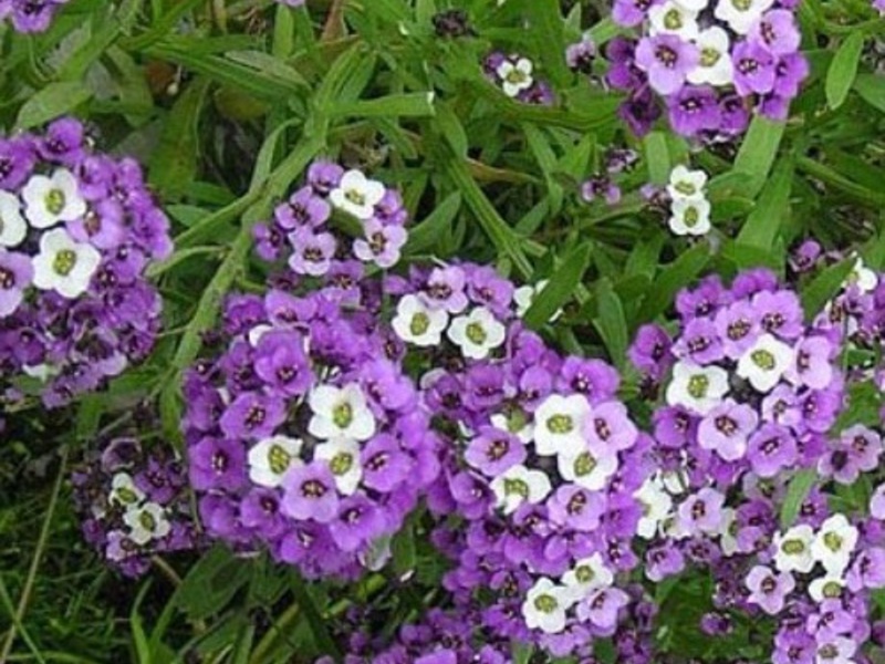 Alyssum seedlings are grown in boxes