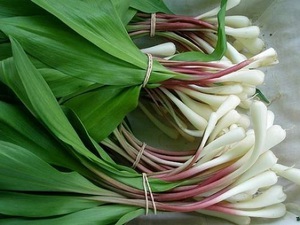 Description of the wild garlic plant