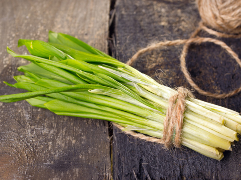 Growing wild garlic