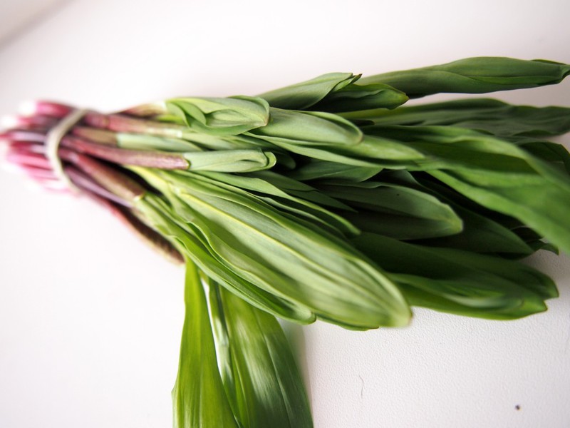 Properties of wild garlic