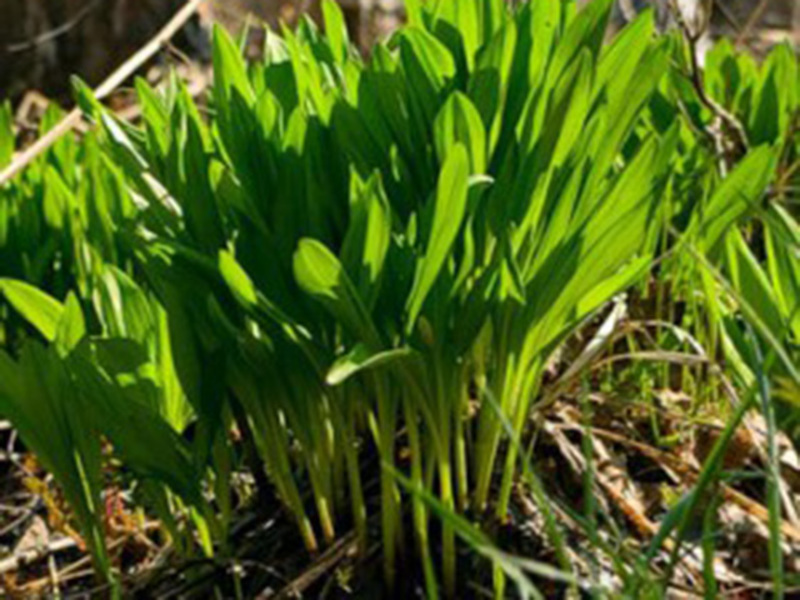 Medicinal properties of wild garlic