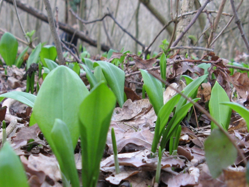 Ramson is a perennial onion