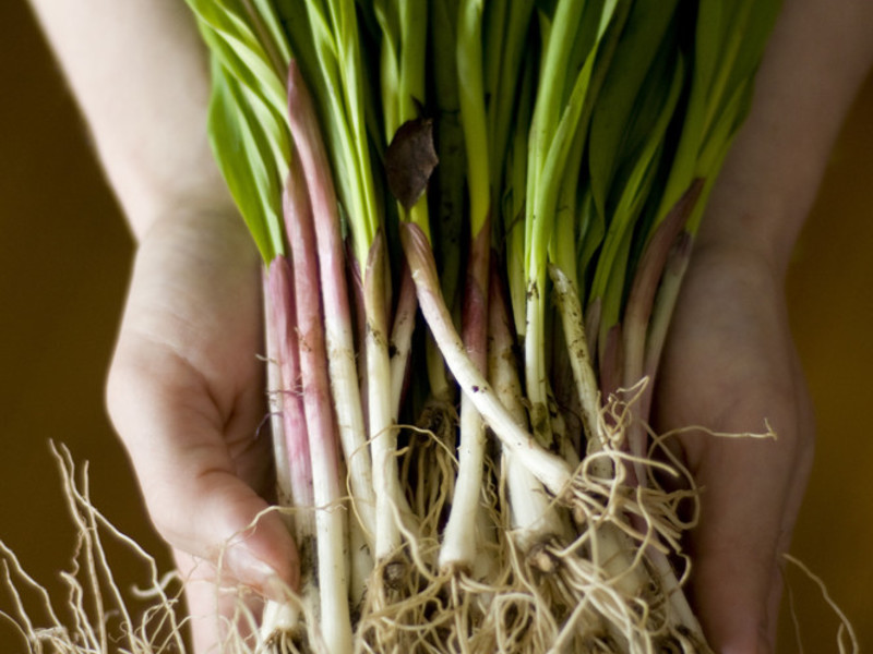 How to grow wild garlic