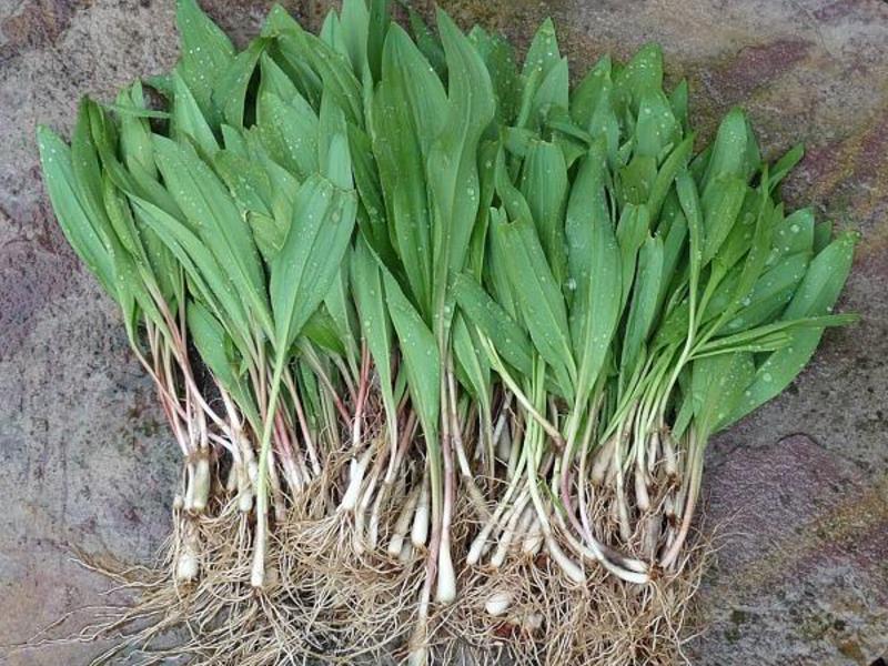 How wild garlic grows