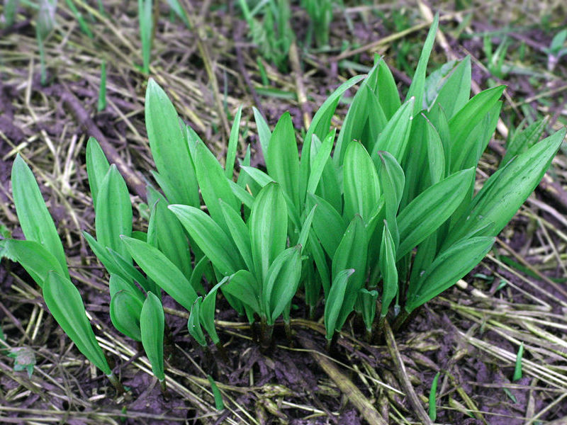 Ramson is rich in vitamins