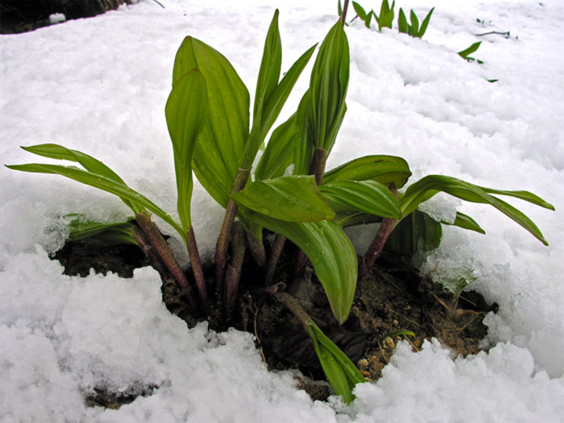 What is the name of the wild garlic plant