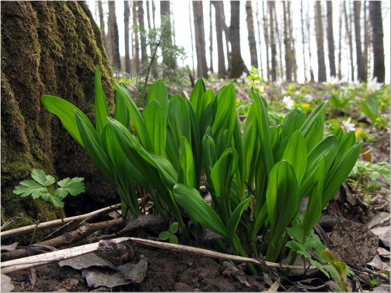 How to cook wild garlic