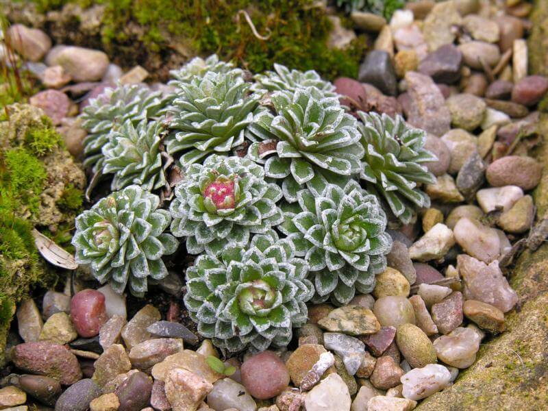 The saxifrage in the garden will be a decoration of the alpine slides.