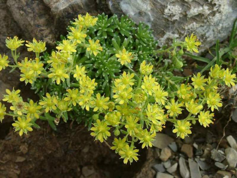 Saxifrag - very interesting flowers for the garden.