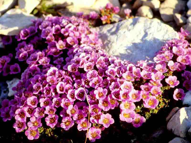 Pink saxifrage looks especially good if there is a lot of it.