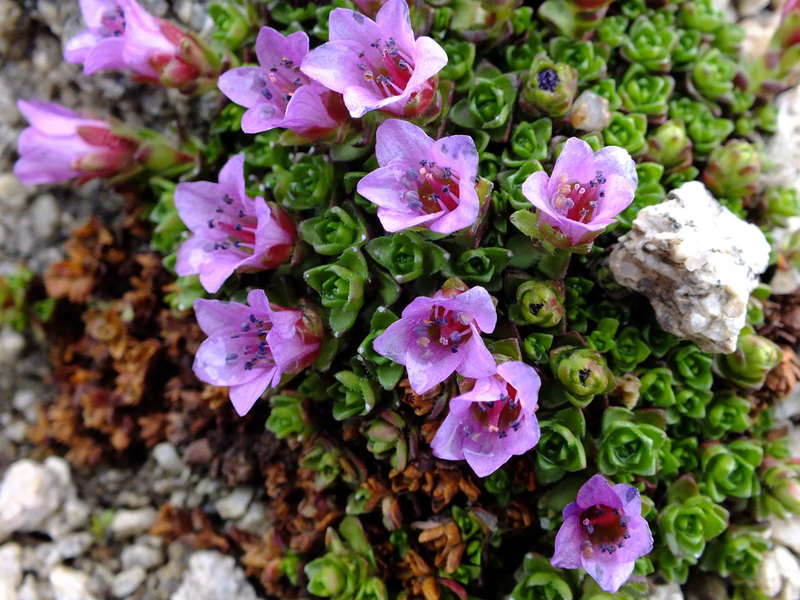 Asian saxifrage is another plant variety.