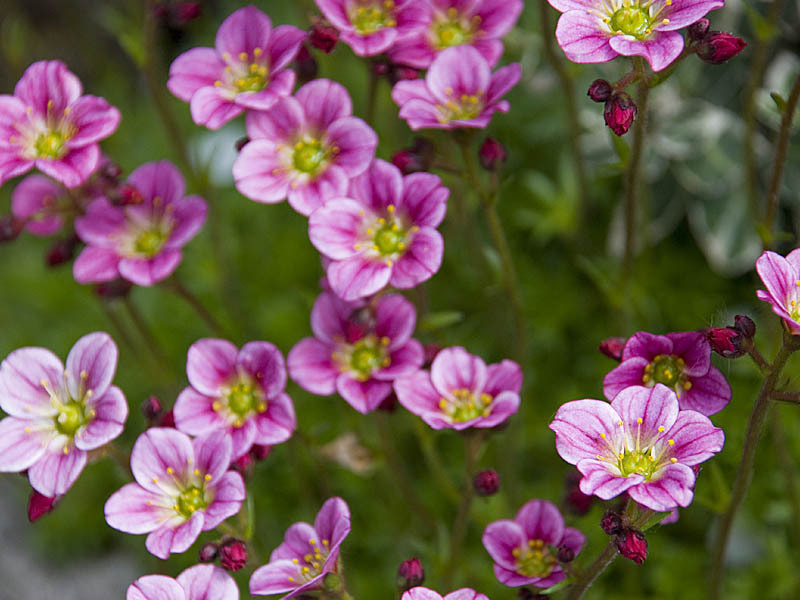 Shadow saxifrage can grow even in the most difficult shaded areas of the garden.